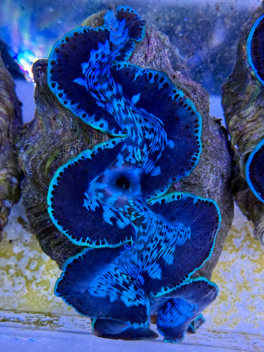 Maxima Clam 5" to 6" gorgeous baby blue markings