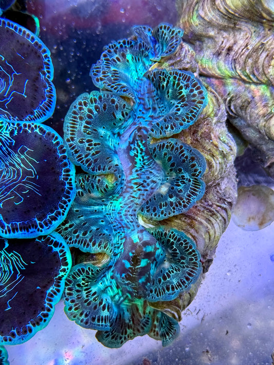 Maxima Clam 5" to 6" beautiful green lines with some white markings