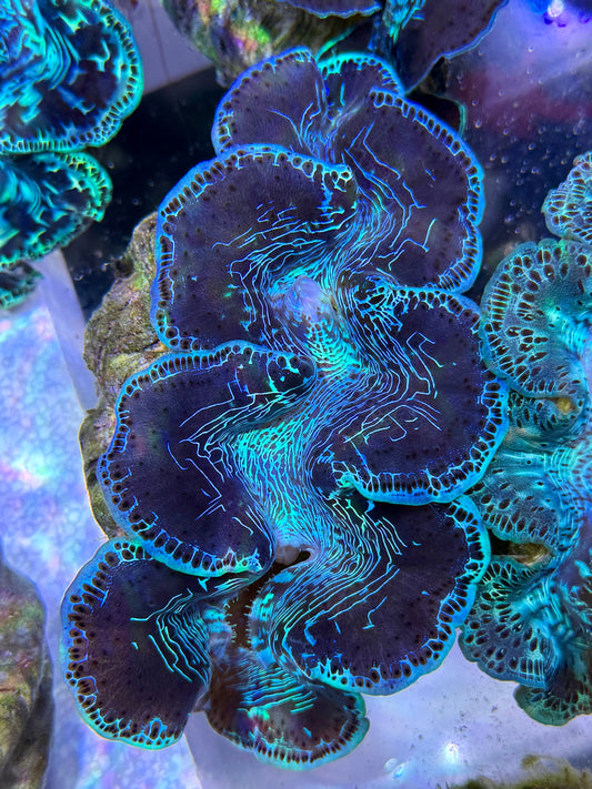 Maxima Clam 5" to 6" beautiful patterns