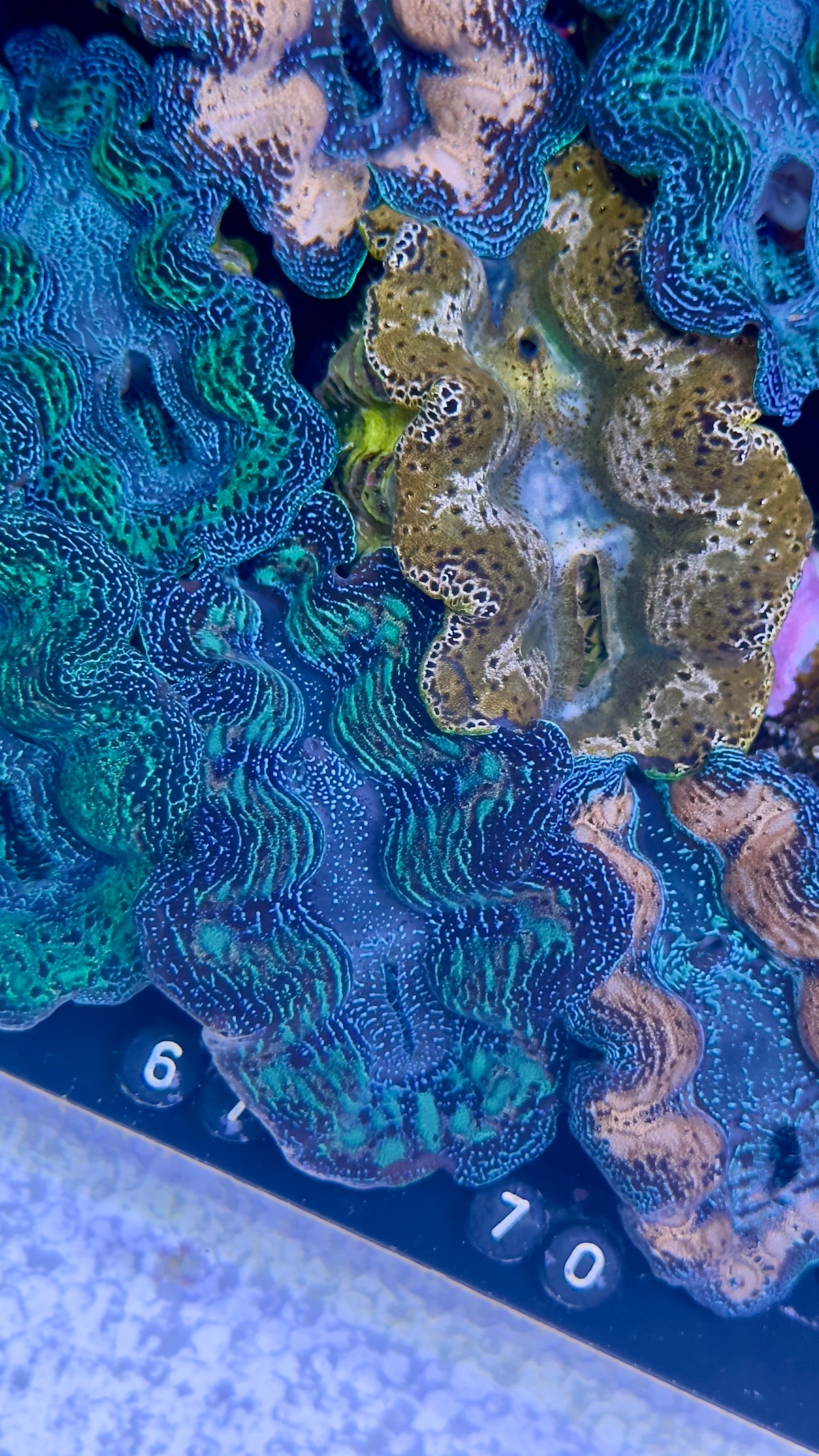 Rainbow Teardrop Crocea Clam White #67