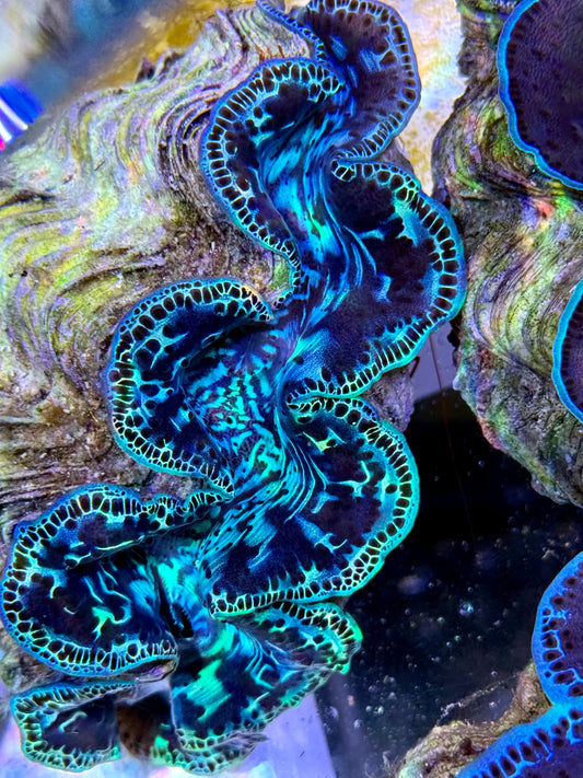Maxima Clam 5" to 6" beautiful markings