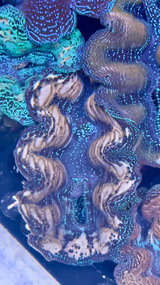 White Teardrops and Blue Crocea Clam Black #79