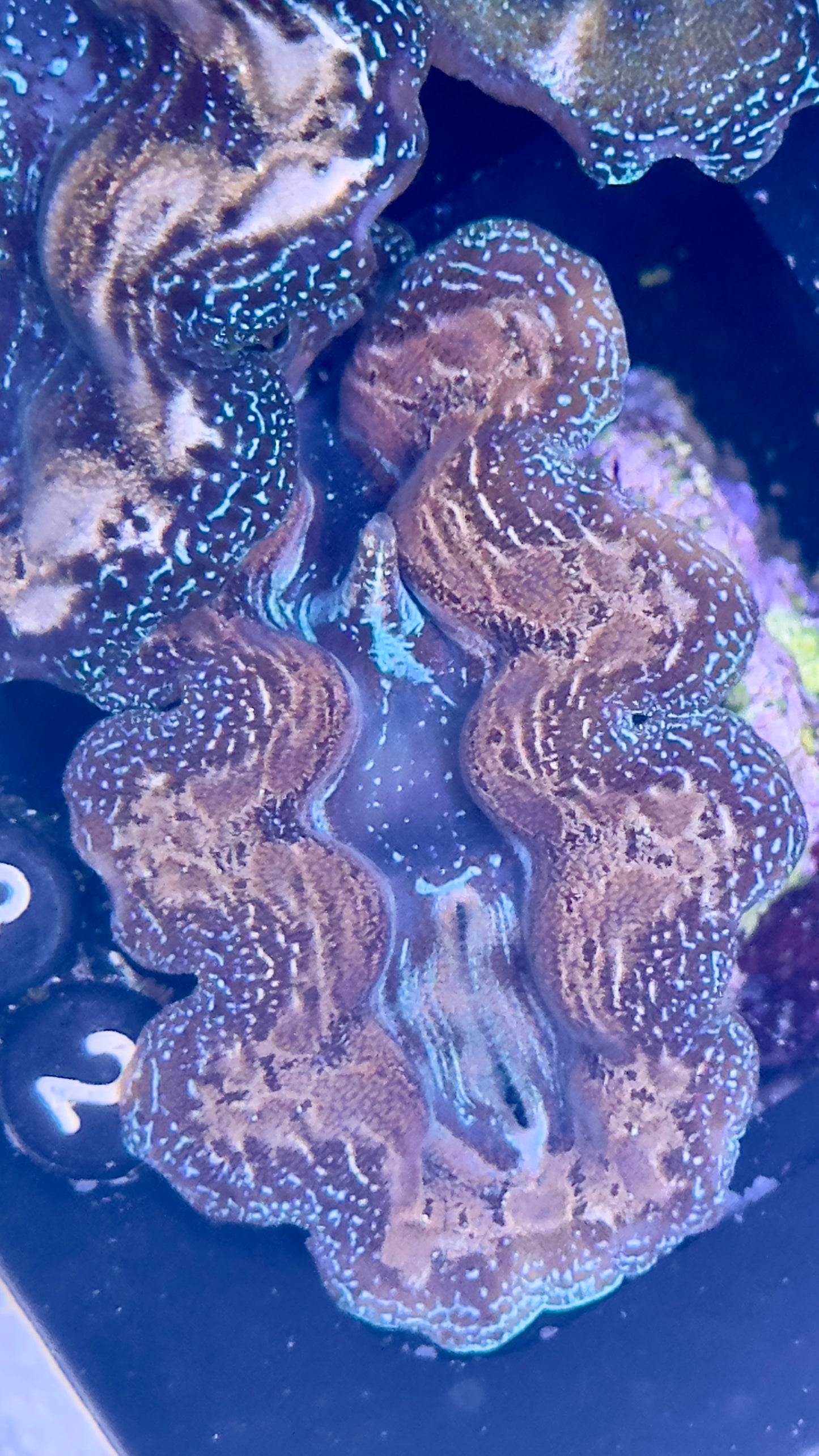 Gold and Blue Crocea Clam Black #82