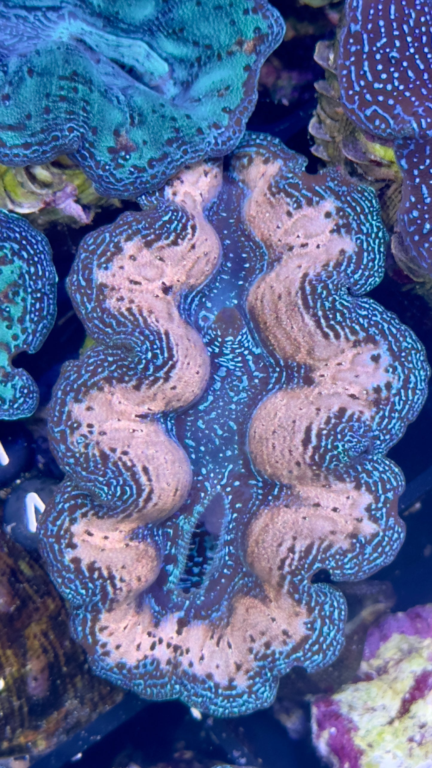 White and Blue Crocea Clam Black # 74