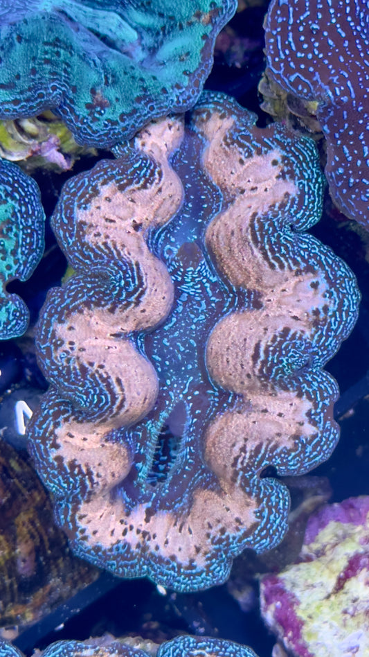 White and Blue Crocea Clam Black # 74