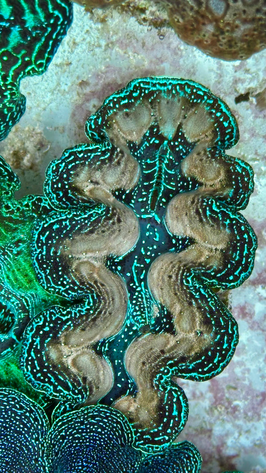 Ultra Neon Teardrop Bicolor Crocea Clam