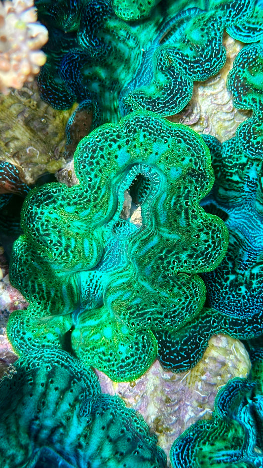 Ultra Neon Aqua Green with Blue Teardrops Crocea Clam