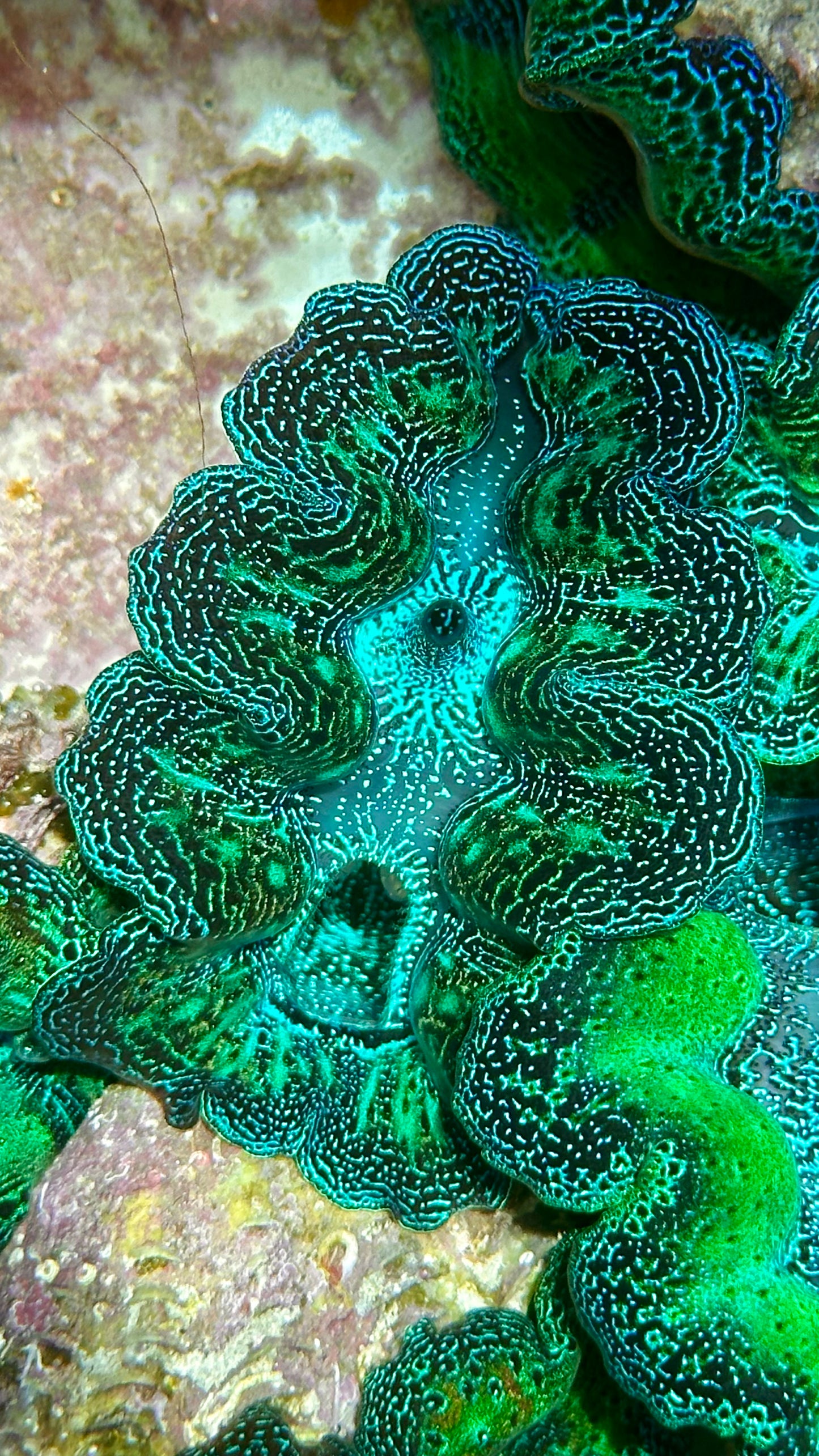 Neon with Lines Crocea Clam