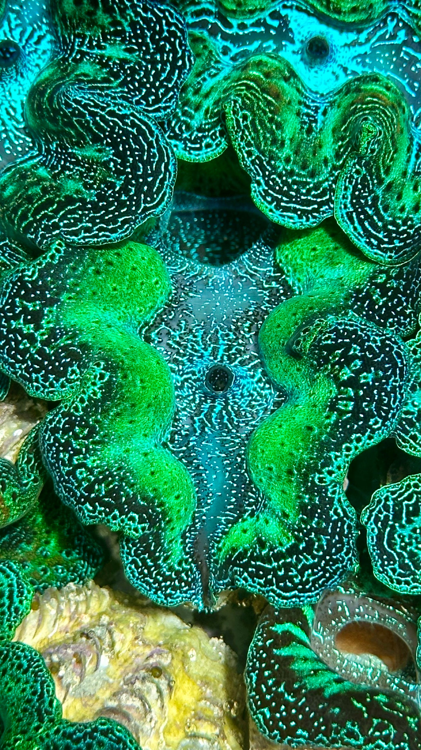 Ultra Neon Bicolor Green Crocea Clam