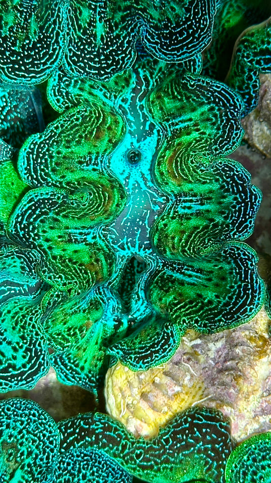 Beautiful Neon with great patterns Crocea Clam