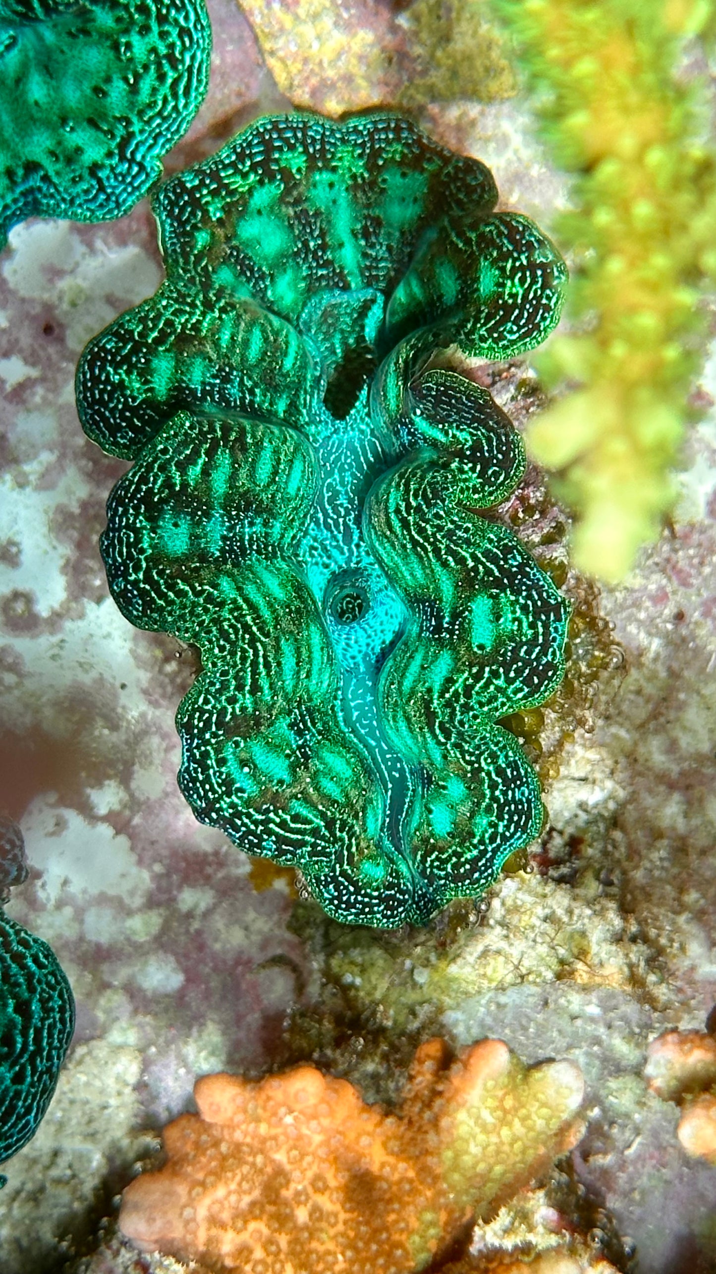 Gorgeous Neon with Teardrops Crocea Clam