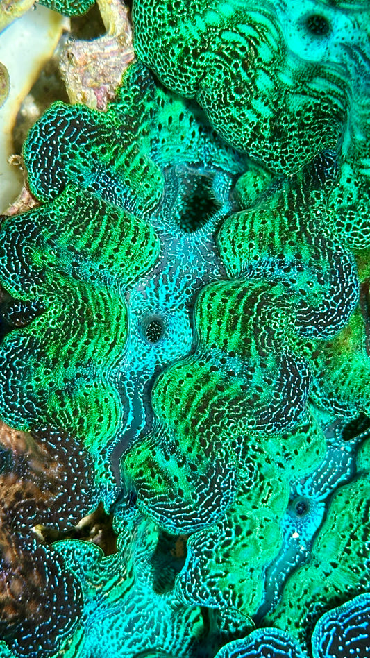 Neon Crocea Clam