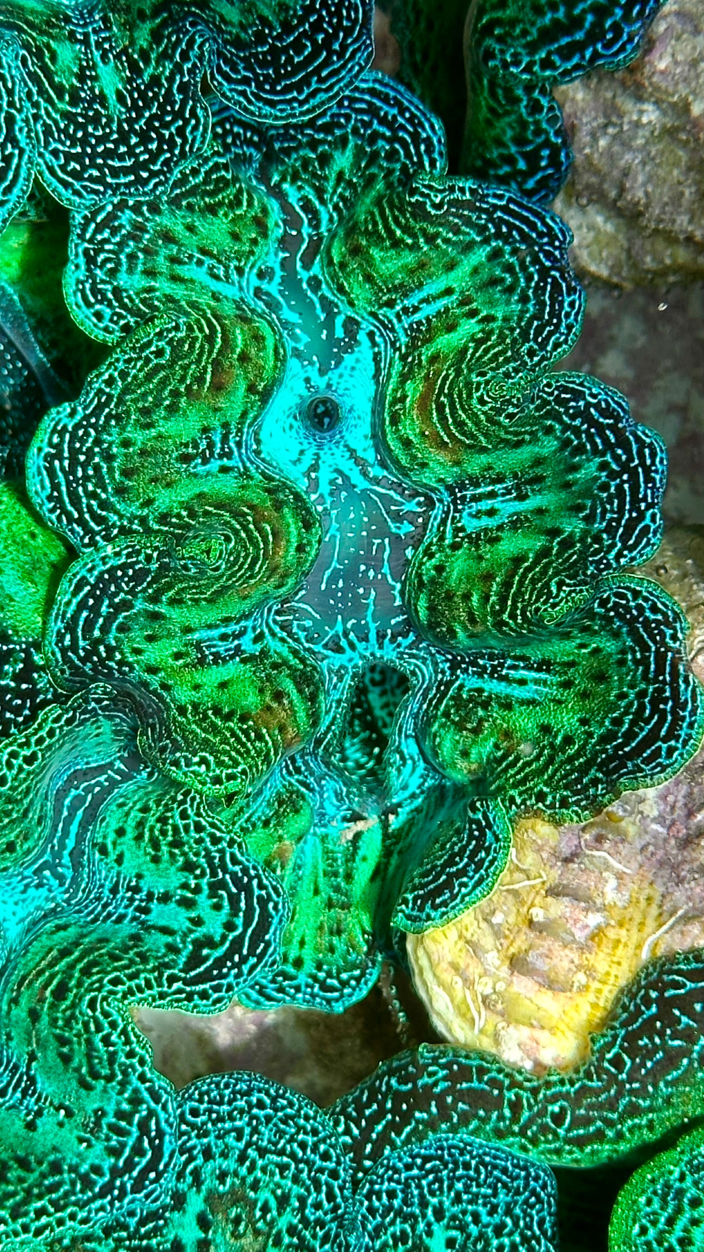 Super Ultra Neon with Teardrops Crocea clam