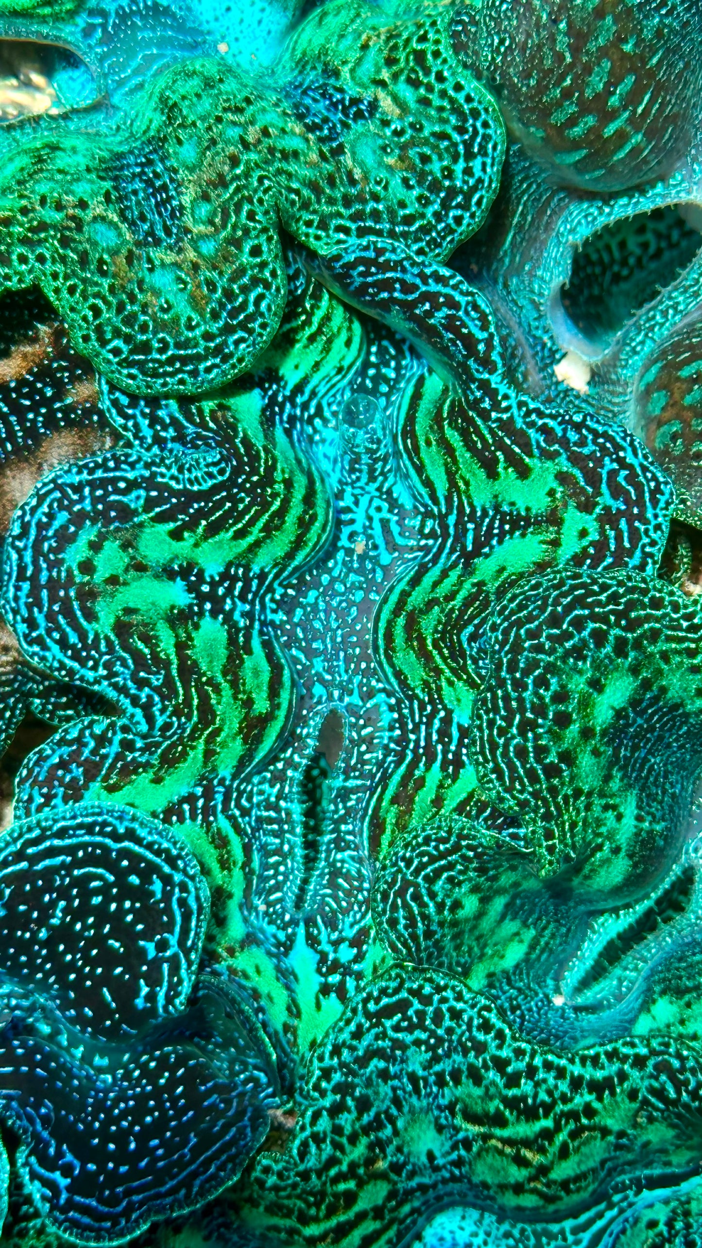 Beautiful Neon Crocea Clam