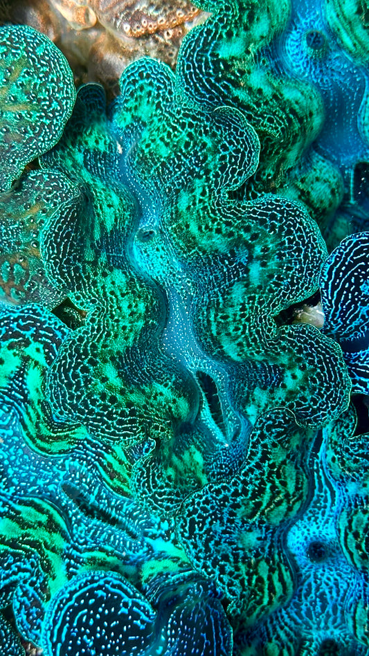 Neon Crocea Clam