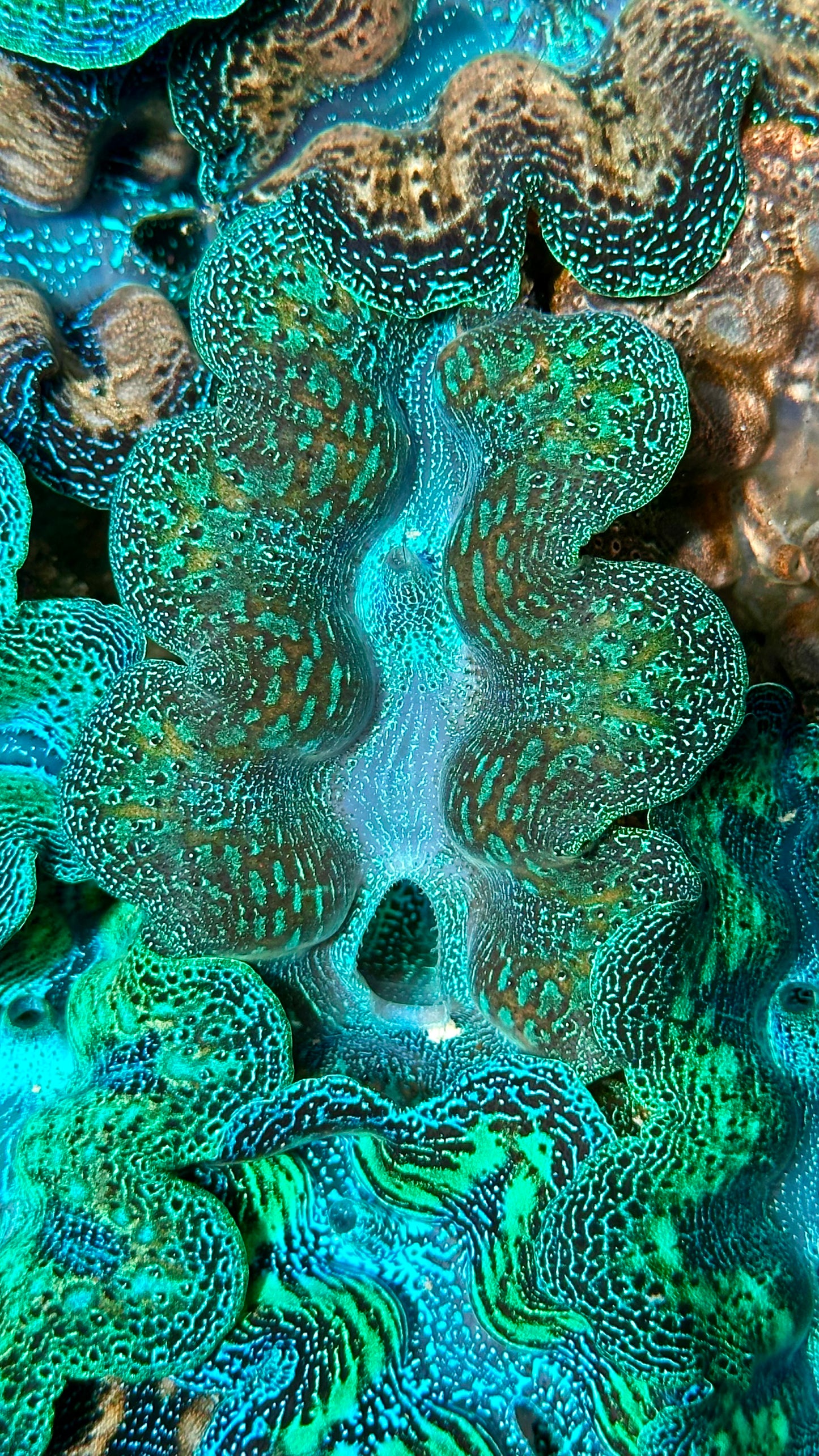 Ultra Rainbow Crocea Clam