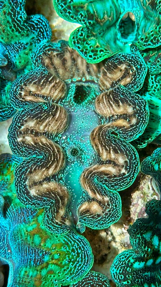 Bicolor Crocea Clam