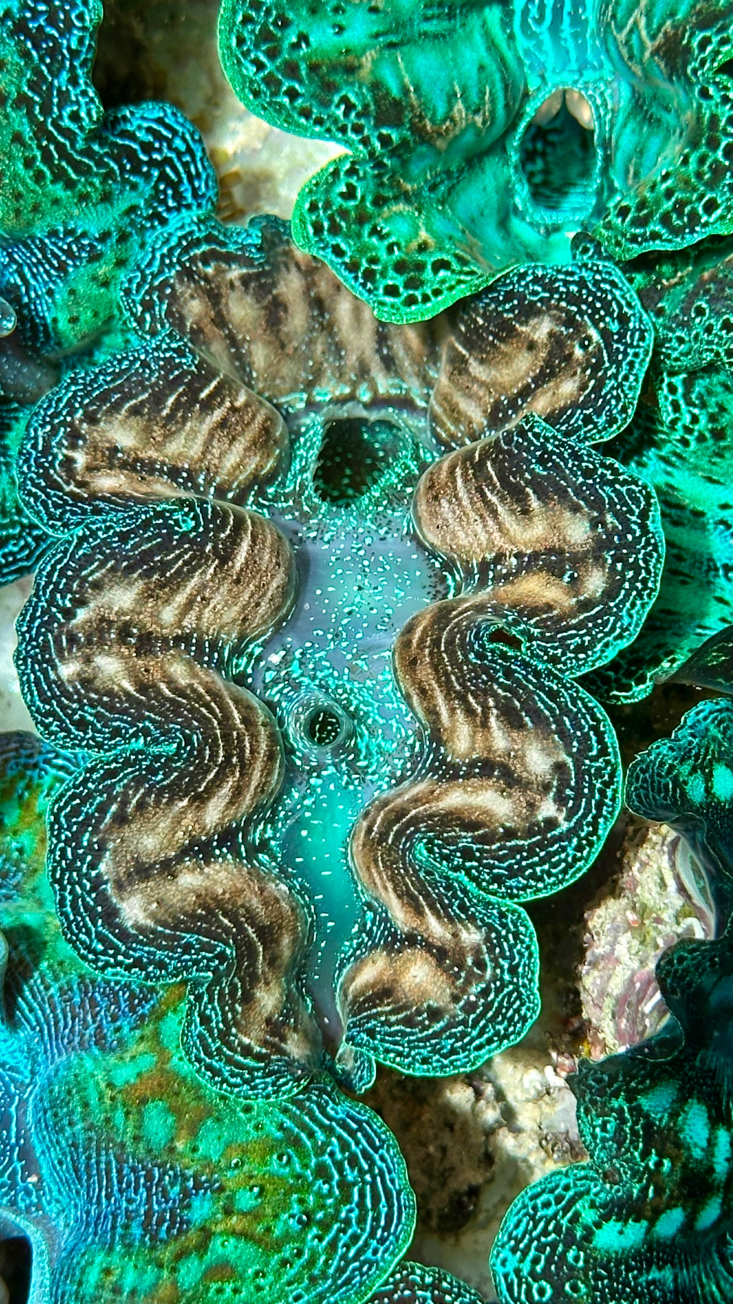 Bicolor Crocea Clam