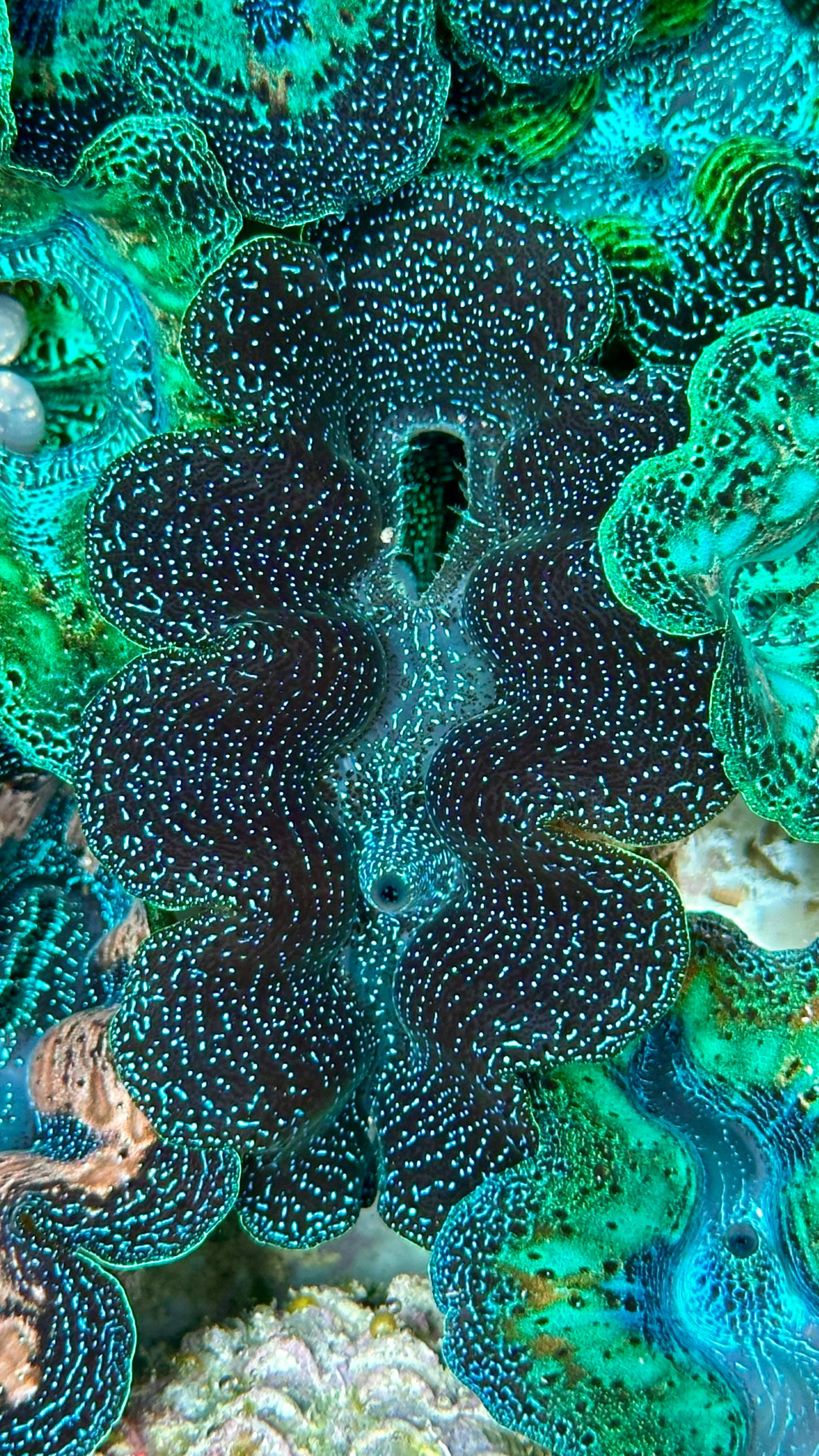 Black Galaxy Crocea Clam