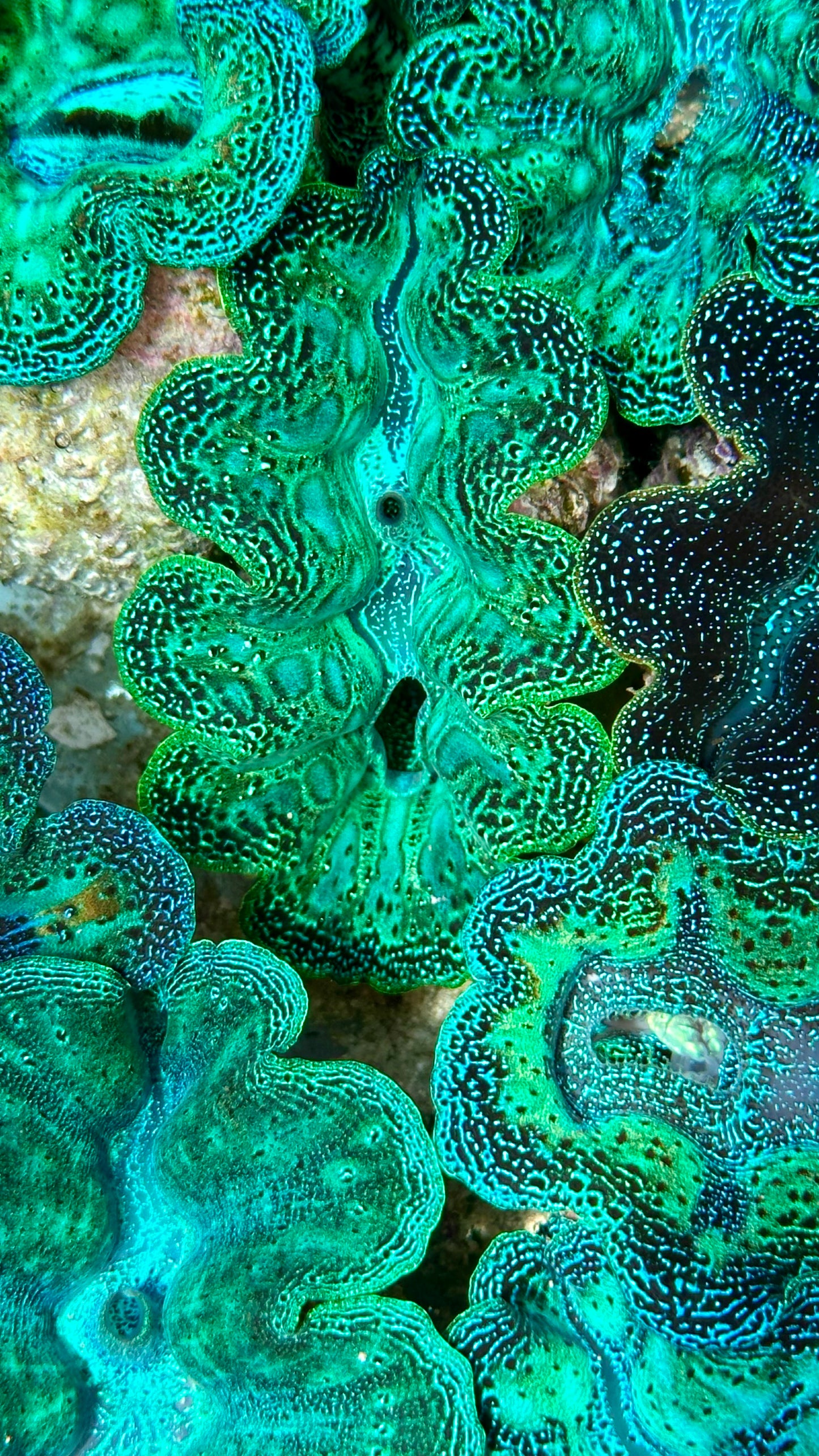 Ultra Neon Aqua Green Teardrops Crocea Clam