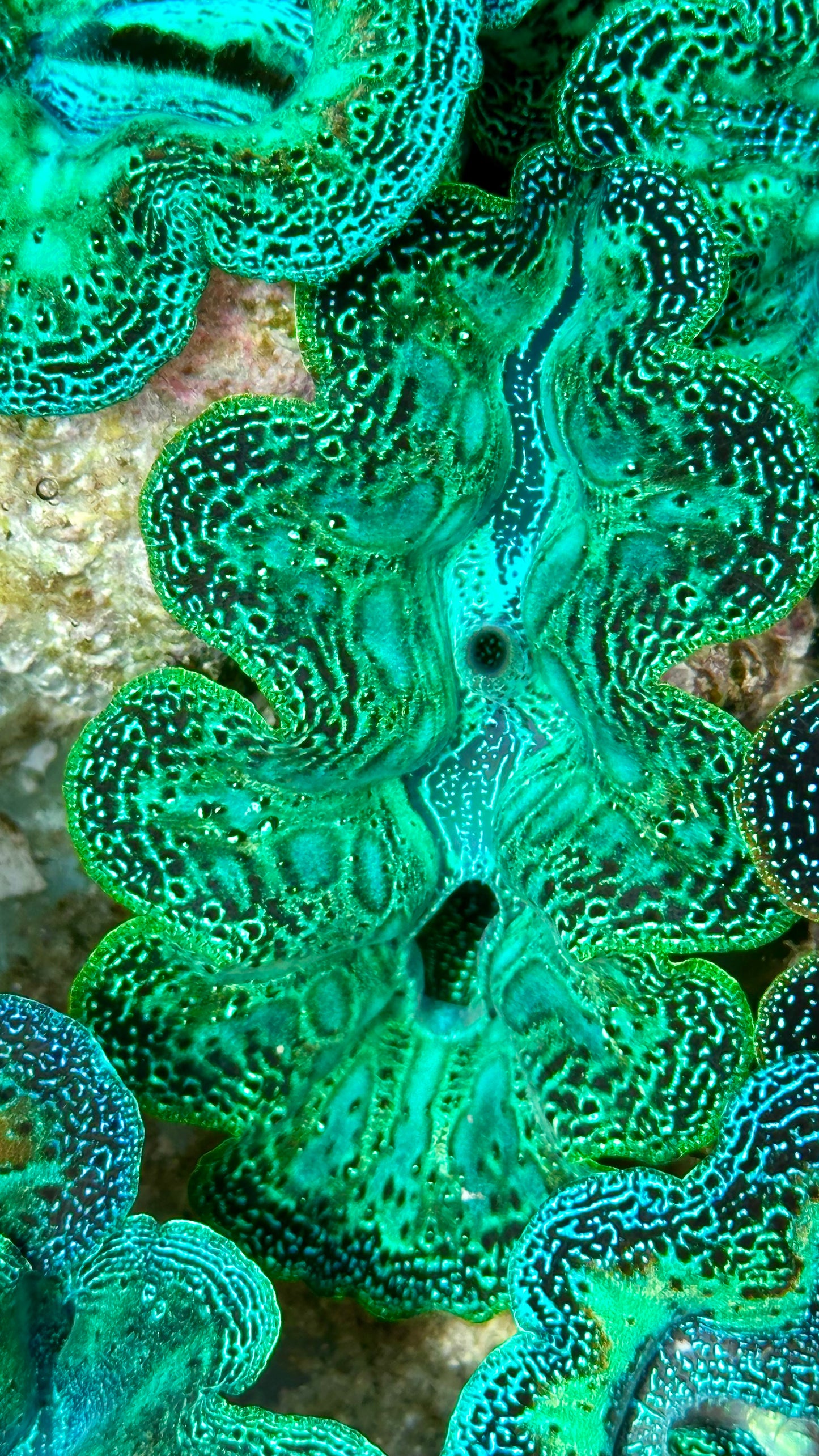 Ultra Neon Aqua Green Teardrops Crocea Clam