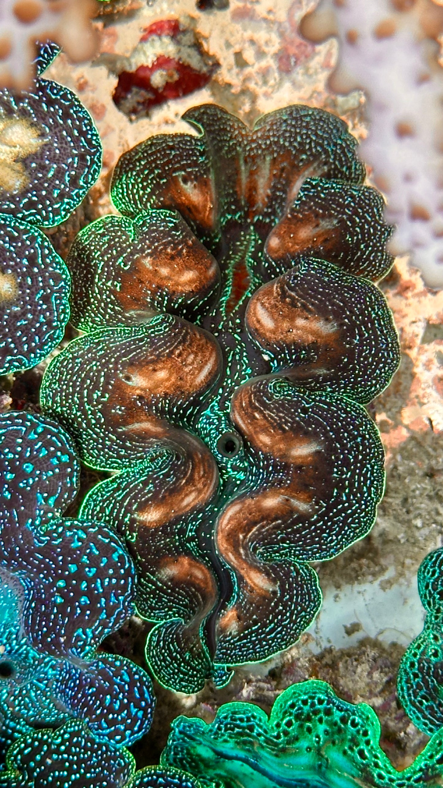 Gorgeous Bicolor with Teardrops Crocea Clam