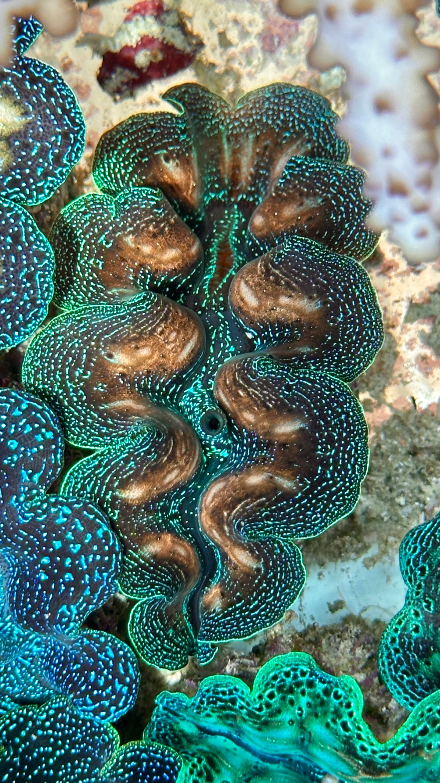 Gorgeous Bicolor with Teardrops Crocea Clam