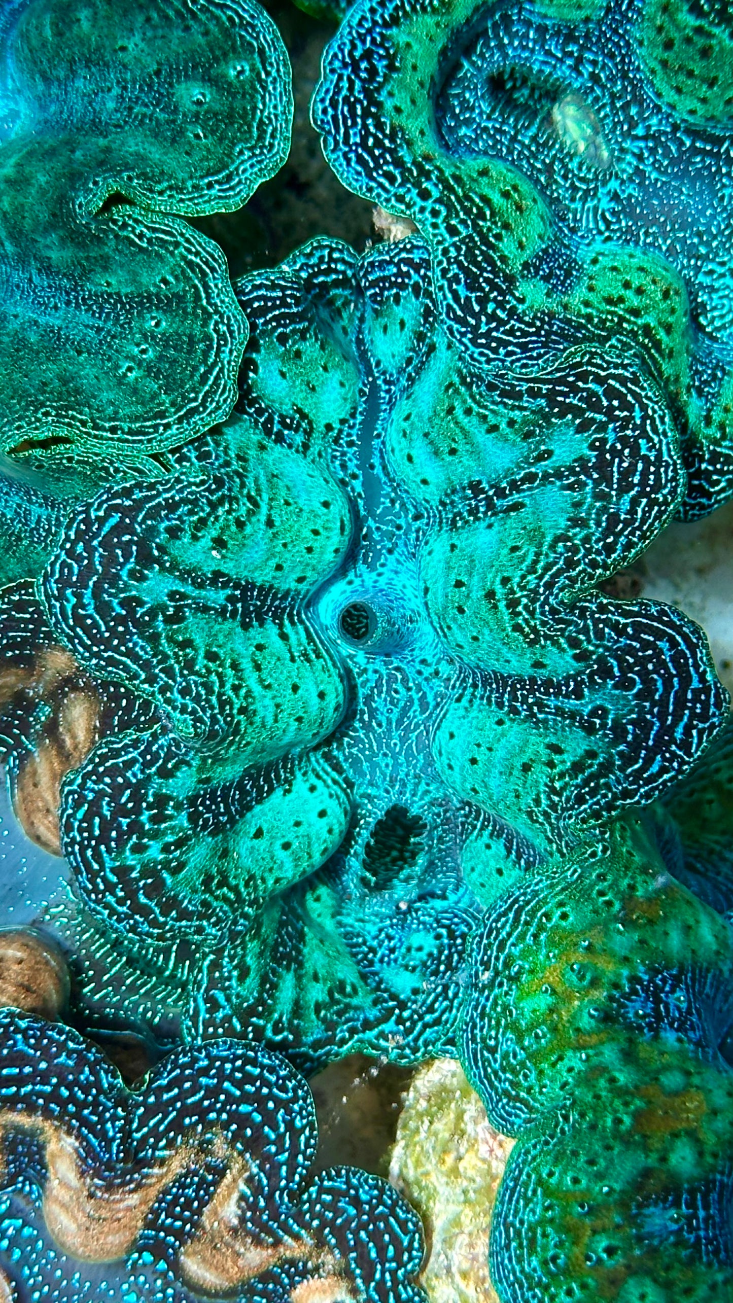 Ultra Crocea Clam