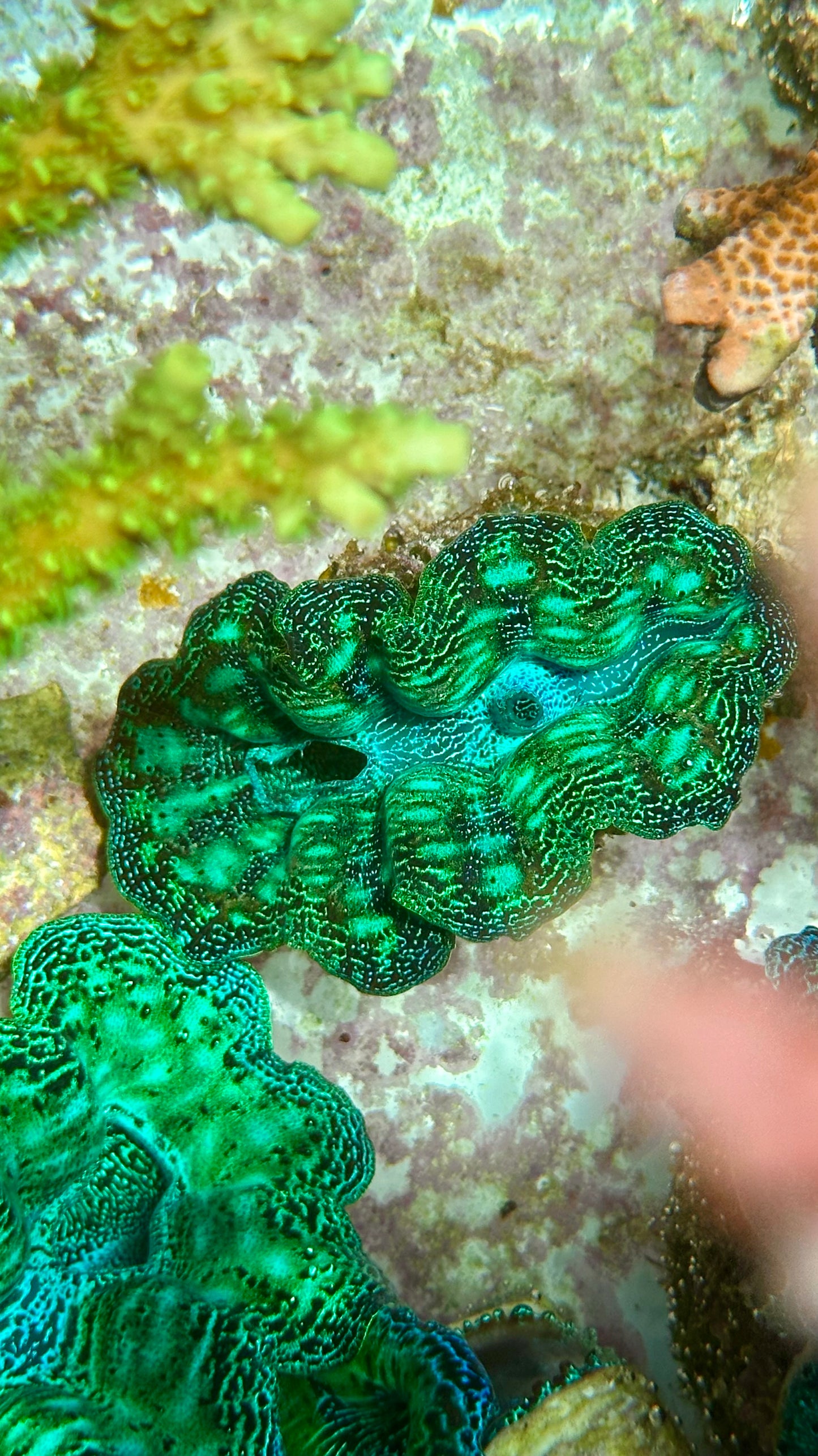 Neon Aqua Green with Teardrops Crocea clam