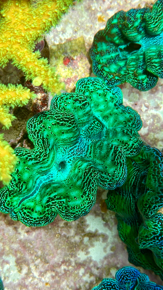 Neon Aqua Green with Teardrops Crocea clam