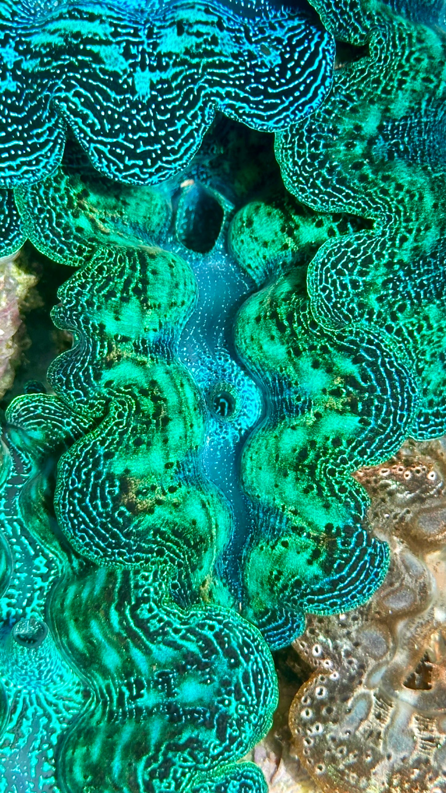 Ultra Neon Aqua Green Rainbow Crocea Clam