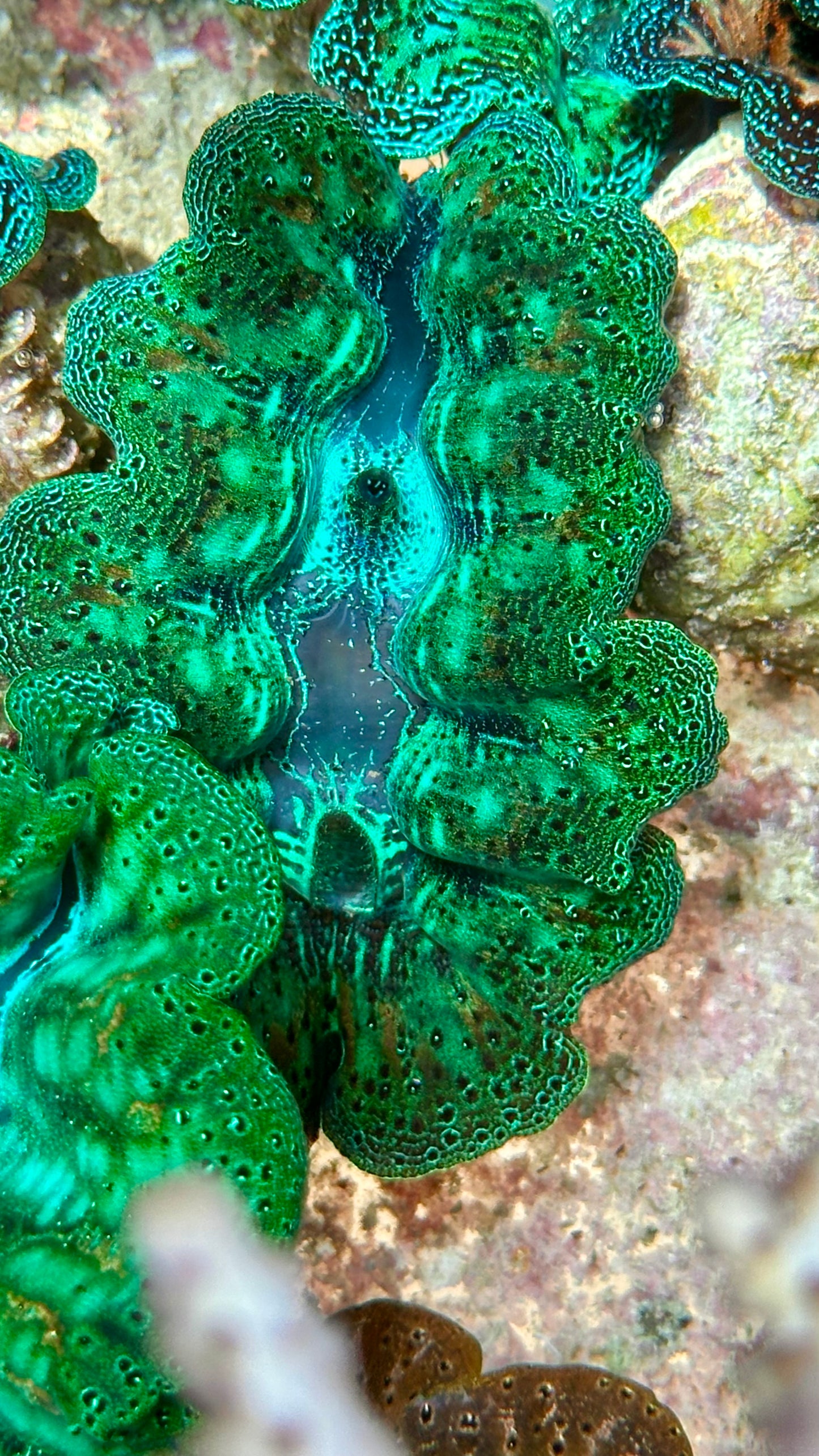 Crocea Clam Vibrant Neon Green with orange specks