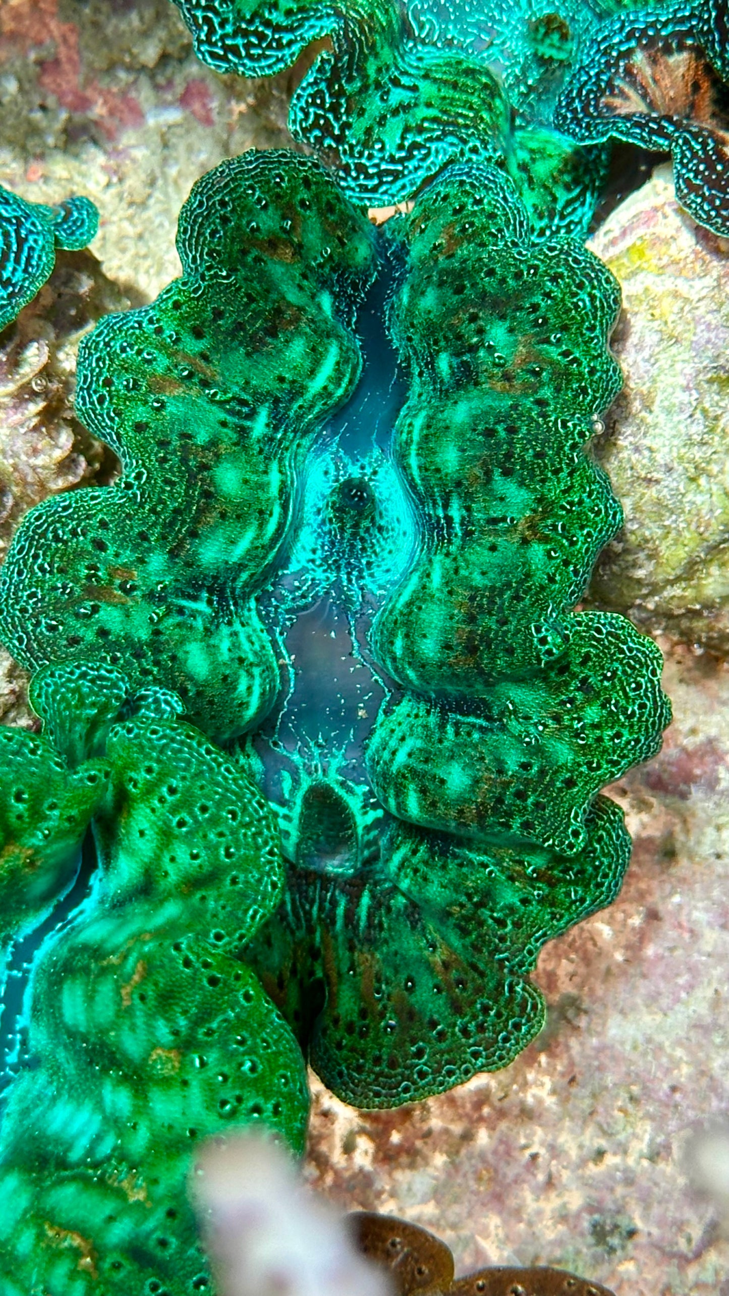 Crocea Clam Vibrant Neon Green with orange specks