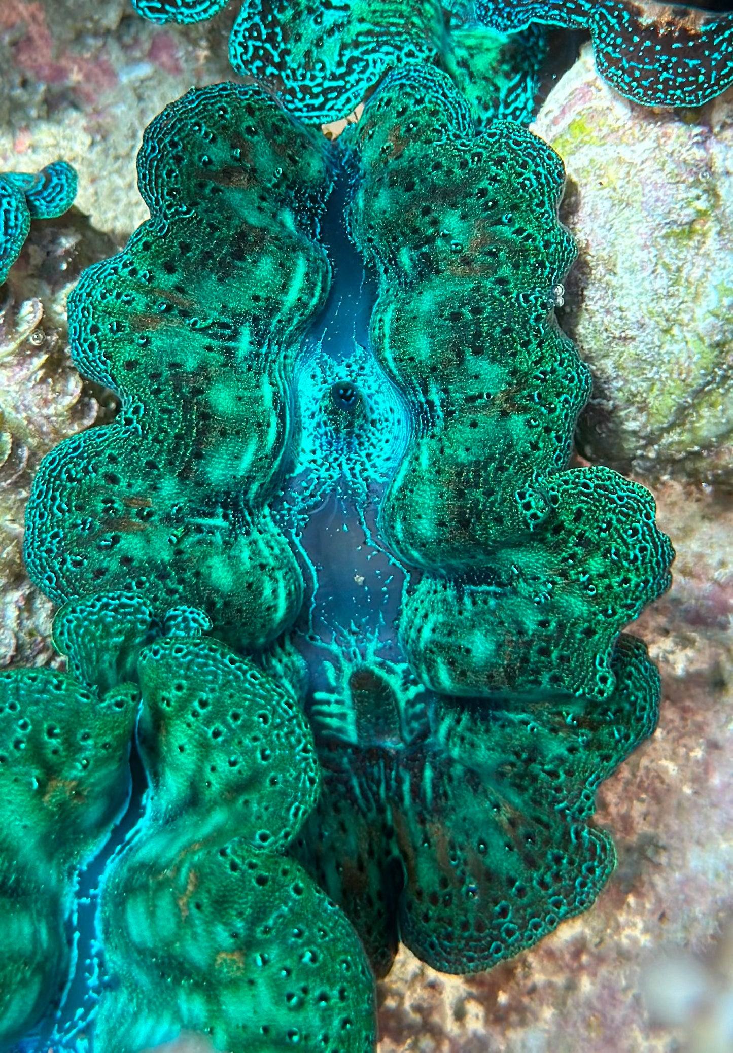 Crocea Clam Vibrant Neon Green with orange specks