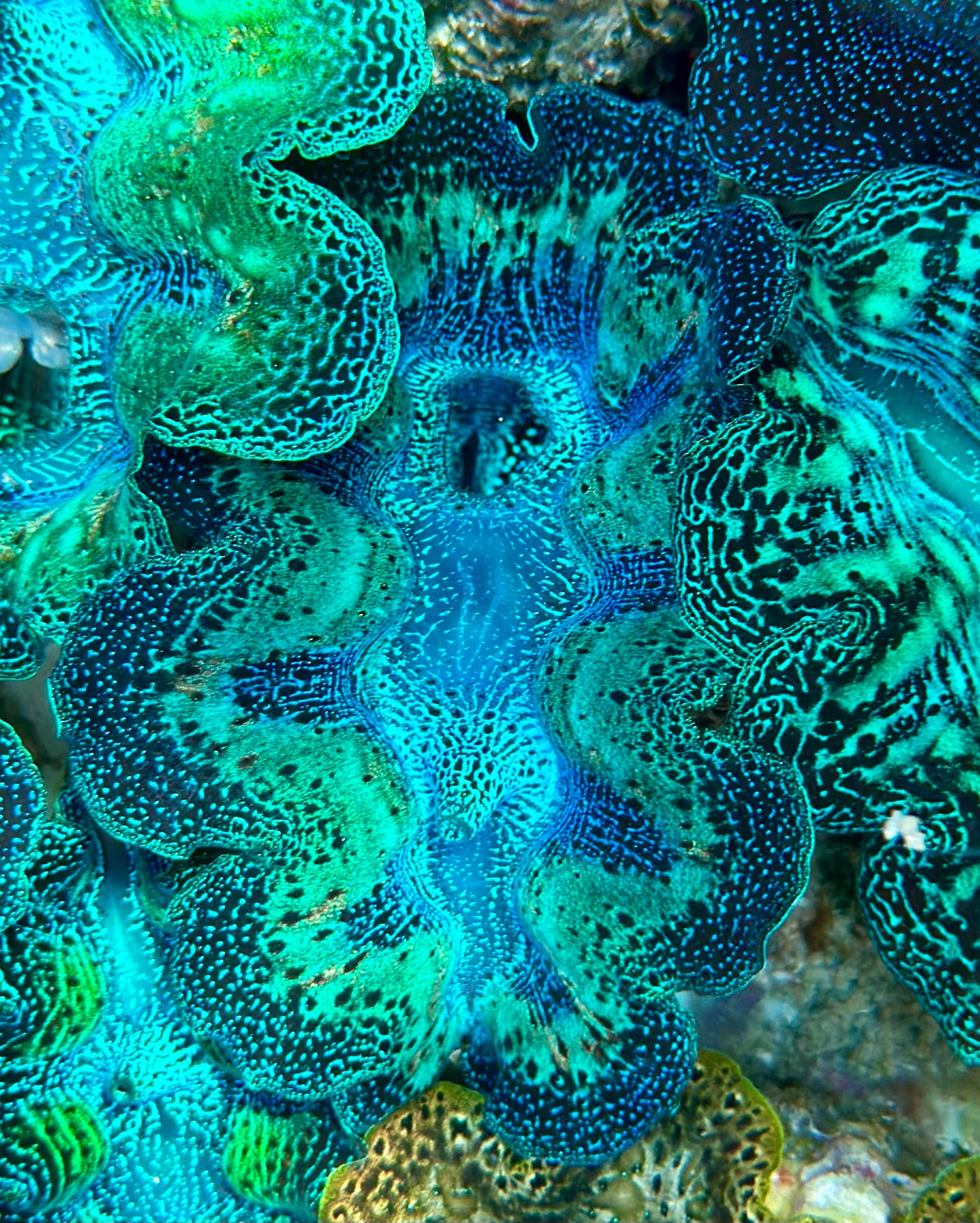 Ultra Neon Blue and Neon Aqua Green with Orange Rainbow Crocea Crocea Clam