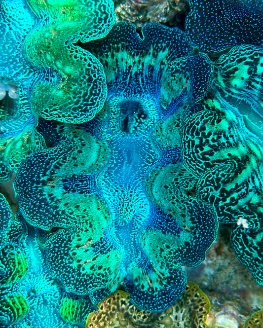 Ultra Neon Blue and Neon Aqua Green with Orange Rainbow Crocea Crocea Clam