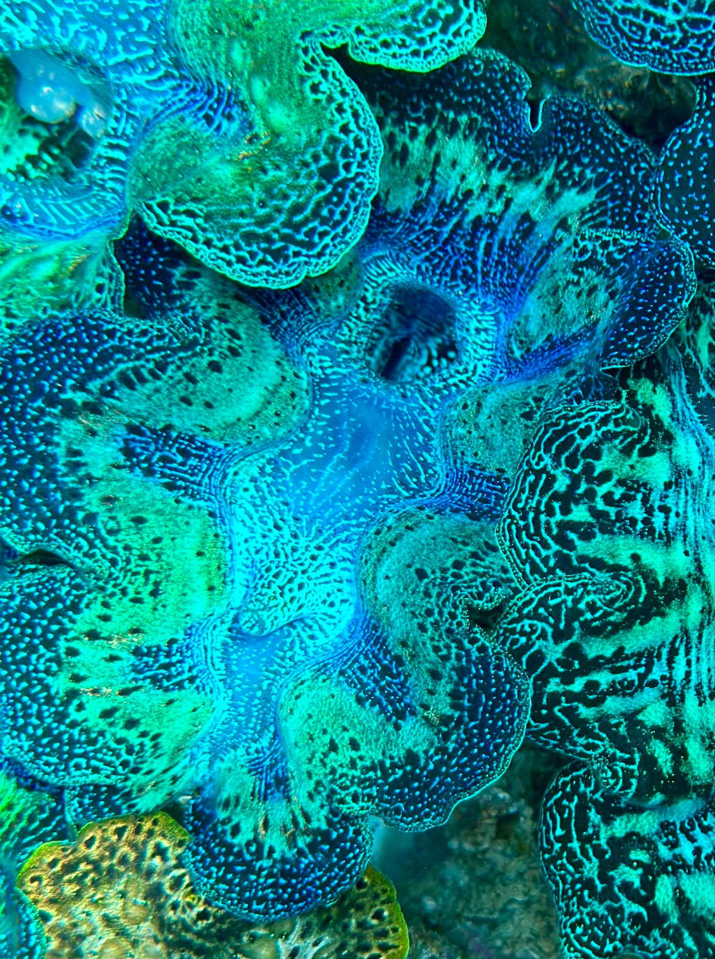 Ultra Neon Blue and Neon Aqua Green with Orange Rainbow Crocea Crocea Clam