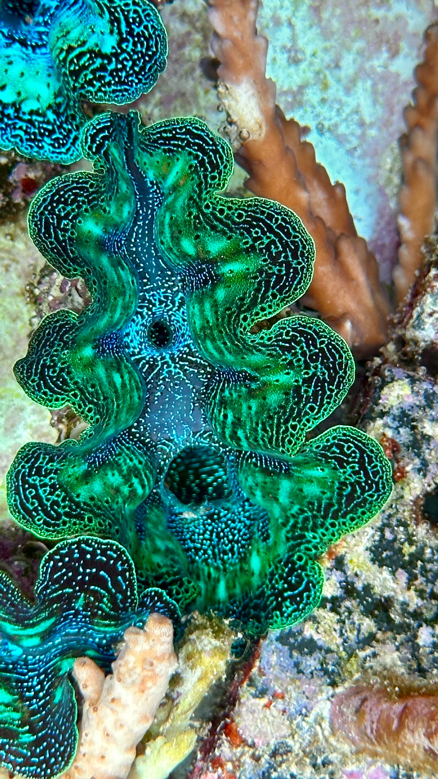 Ultra Neon with Speckled Aqua Green and Orange Crocea Crocea Clam