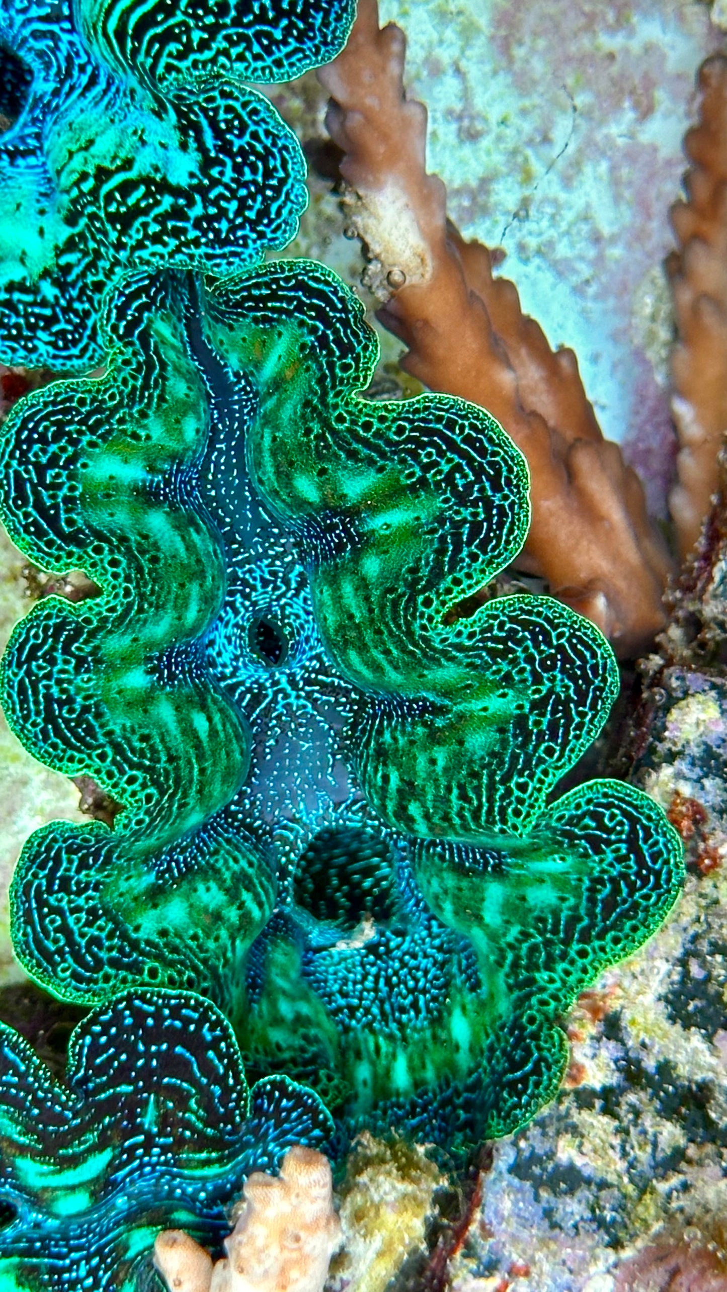 Ultra Neon with Speckled Aqua Green and Orange Crocea Crocea Clam