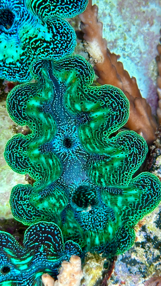 Ultra Neon with Speckled Aqua Green and Orange Crocea Crocea Clam