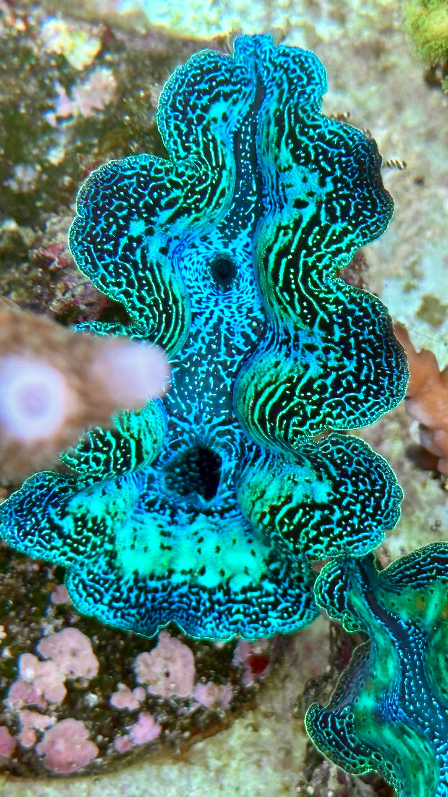 Neon Crocea clam