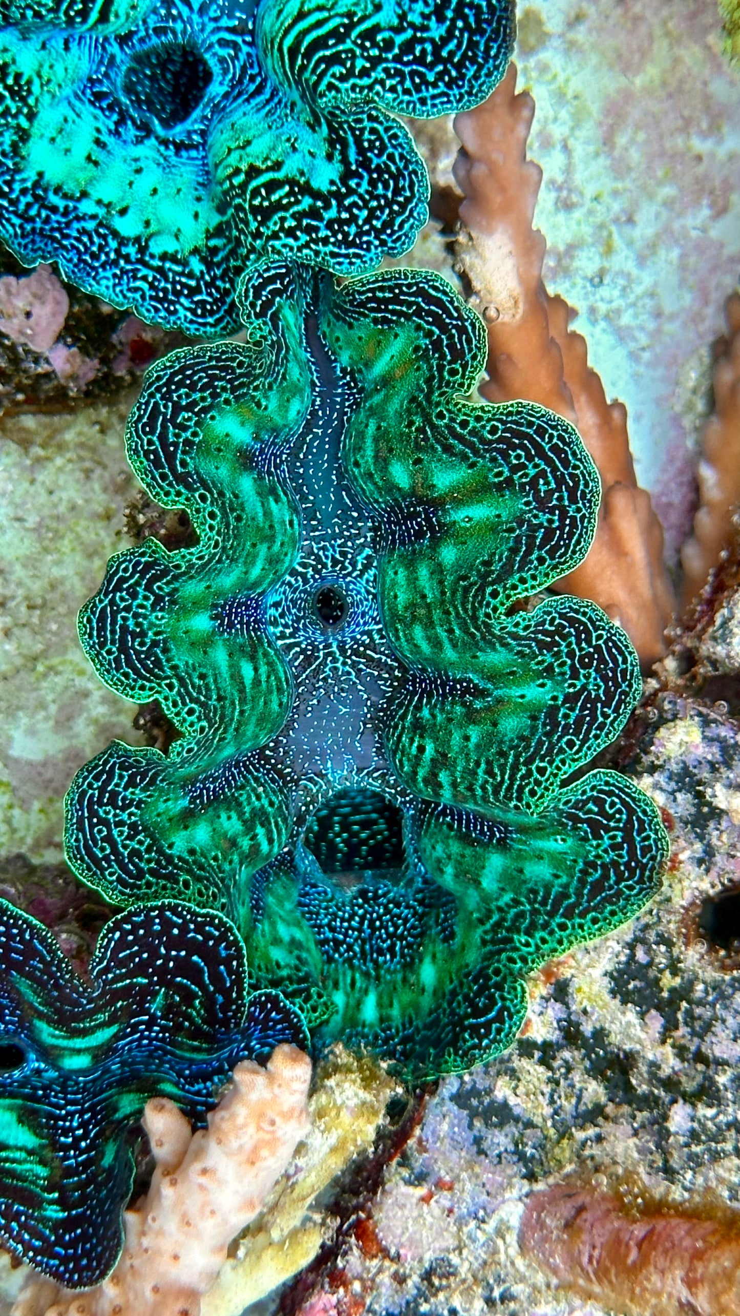 Ultra Neon with Speckled Aqua Green and Orange Crocea Crocea Clam