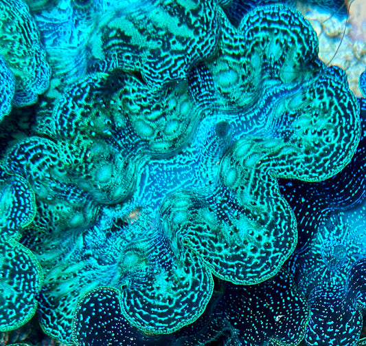 Ultra Neon Aqua Green Teardrop Crocea Clam