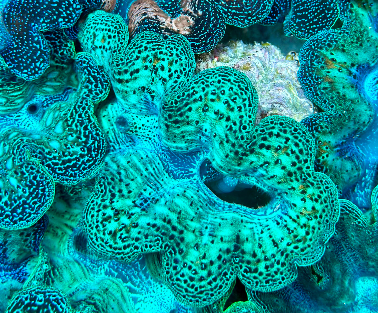 Ultra Neon Aqua Green with Orange Specks Crocea Clam