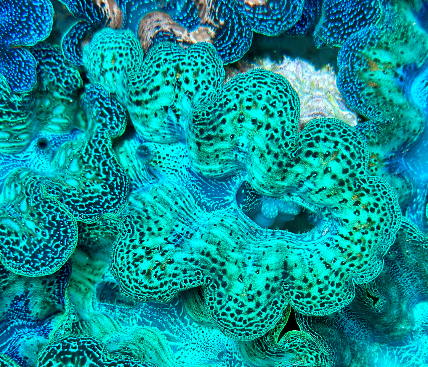 Ultra Neon Aqua Green with Orange Specks Crocea Clam