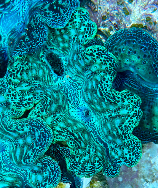 Neon Green Crocea Clam with Speckled Green Teardrops