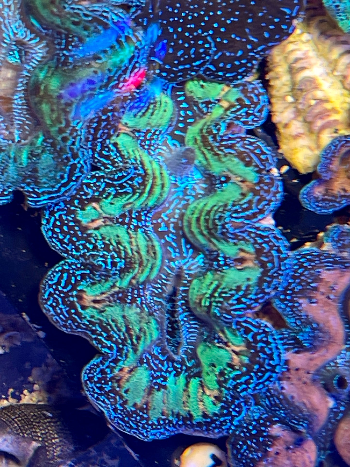 Ultra rainbow crocea clam #4