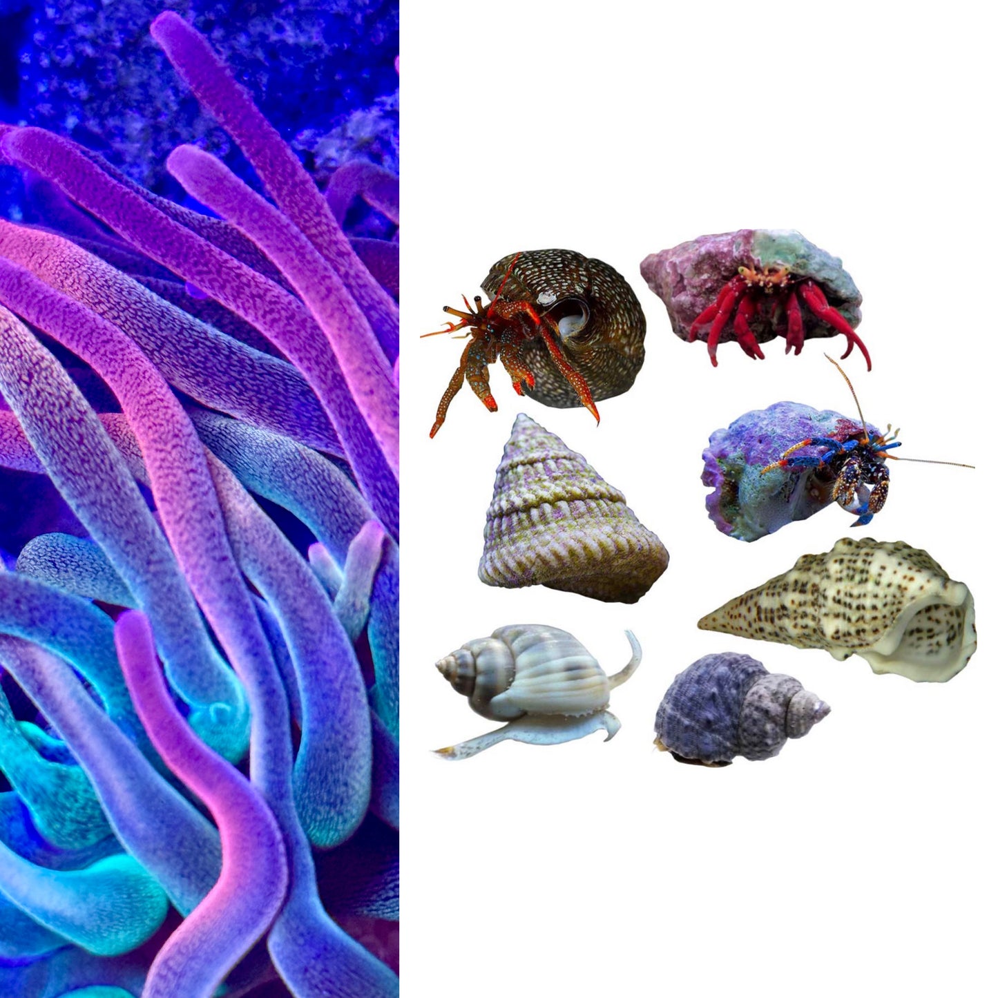 Reef Balance Pack – Ultra Rainbow Anemone + Clean-Up Crew (10ct)