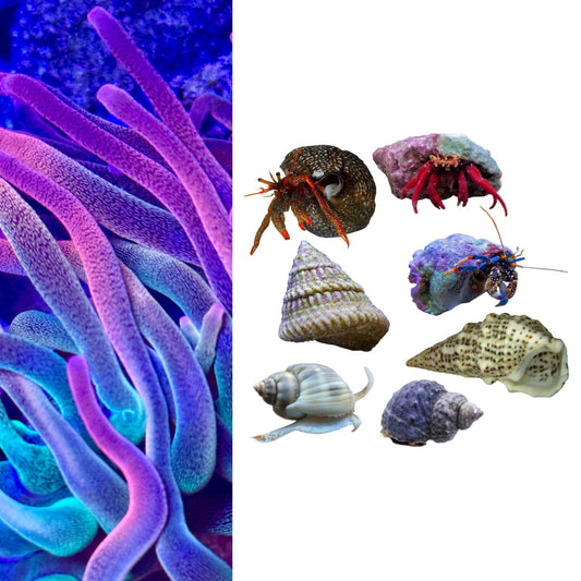 Reef Balance Pack – Ultra Rainbow Anemone + Clean-Up Crew (10ct)