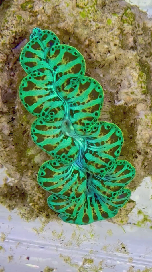 Ultra Captive Bred Noae Clam 2” to 2.5" inches with gorgeous red dots